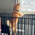 『実家の犬、俺が出…