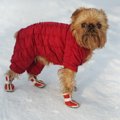 犬の靴を履かせるべ…