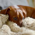 犬が『冬にかかりや…
