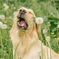 犬の『くしゃみ』は…