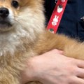 『子犬…なのか？』お…