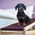 『短足犬』がなりや…
