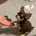 チワワの子犬、初め…