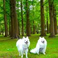 愛犬を連れてのんび…