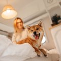 犬が高い場所に乗り…