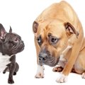 怖がり癖のある犬と…