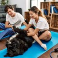 犬の寝たきり予防に…