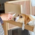 犬がご飯を前に『興…