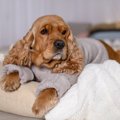 乾燥が犬に与える悪…