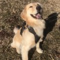 犬とウィリアムズ症…