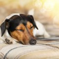 犬が興奮している時…