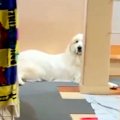 超大型犬の『父・母…