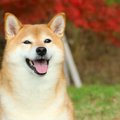 やっぱり！犬は人間…