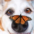 愛犬が虫を食べた！…