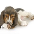 犬の『足を舐める癖…