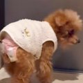 19歳になる老犬が見…