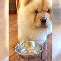 大型犬が水を飲んだ…