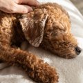 犬は何歳から『老犬…
