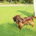 胴長短足さんの犬に…