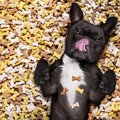 犬が食べ過ぎている…