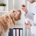 犬の抗生剤服用は飼…