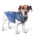犬が服を嫌がるのは…