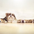 『シャイな性格の犬…