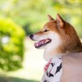 犬は飼い主に『抱っ…