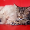 保護犬にも出会える…