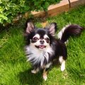 保護犬を迎えるって…