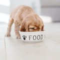 犬は蟹を食べても大…