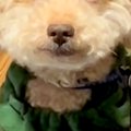『残業後の私やん…』…