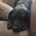 犬のカンピロバクタ…