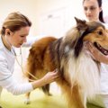愛犬の健康診断と予…