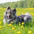 知っておこう！犬の…