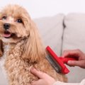 犬に対する『愛情と…