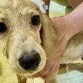 お風呂に入った子犬→…