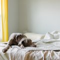 犬が特定の部屋に居…