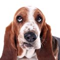 犬が飼い主を軽蔑し…