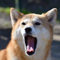 犬が『嫌な気持ち』…