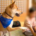 犬が『叱られている…