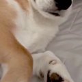 朝、一緒に寝た犬に…