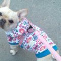 わんこと私のお散歩…