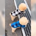 犬2匹を散歩してたら…