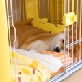 散歩で疲れ果て寝て…
