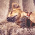 家族の記念に！犬の…