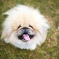 犬の『静電気』を抑…