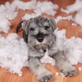 犬を甘やかしすぎる…