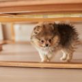 犬が『狭い場所』を…