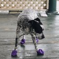 犬に靴を履かせると…